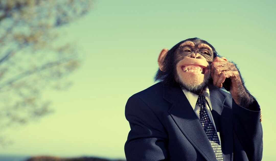 Kan een aap nu echt beter beleggen dan een beleggingsexpert?